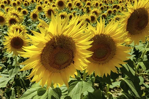 Blumen & Blüten